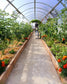 GREENHOUSE SIGMA 24M² 3M X 8M (9.8FT X 26FT)